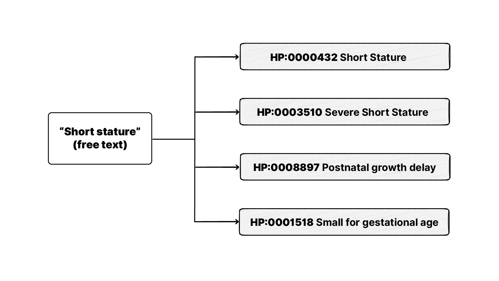 One observation can point to multiple specific HPO codes